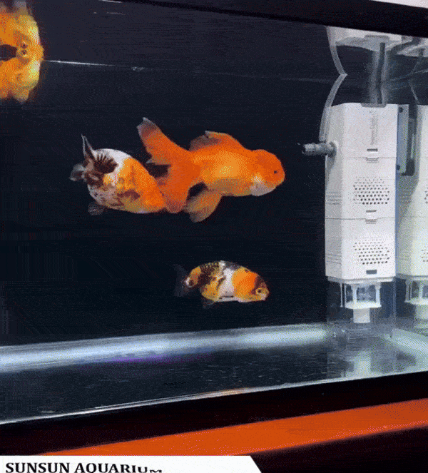 Pompe de filtration pour aquarium