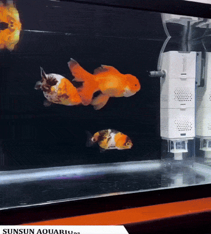 Pompe de filtration pour aquarium/SN